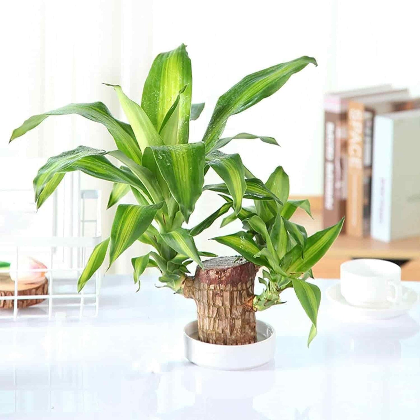 Brazilian Lucky Wood, Home Plant Decorations/ Vaastu Product