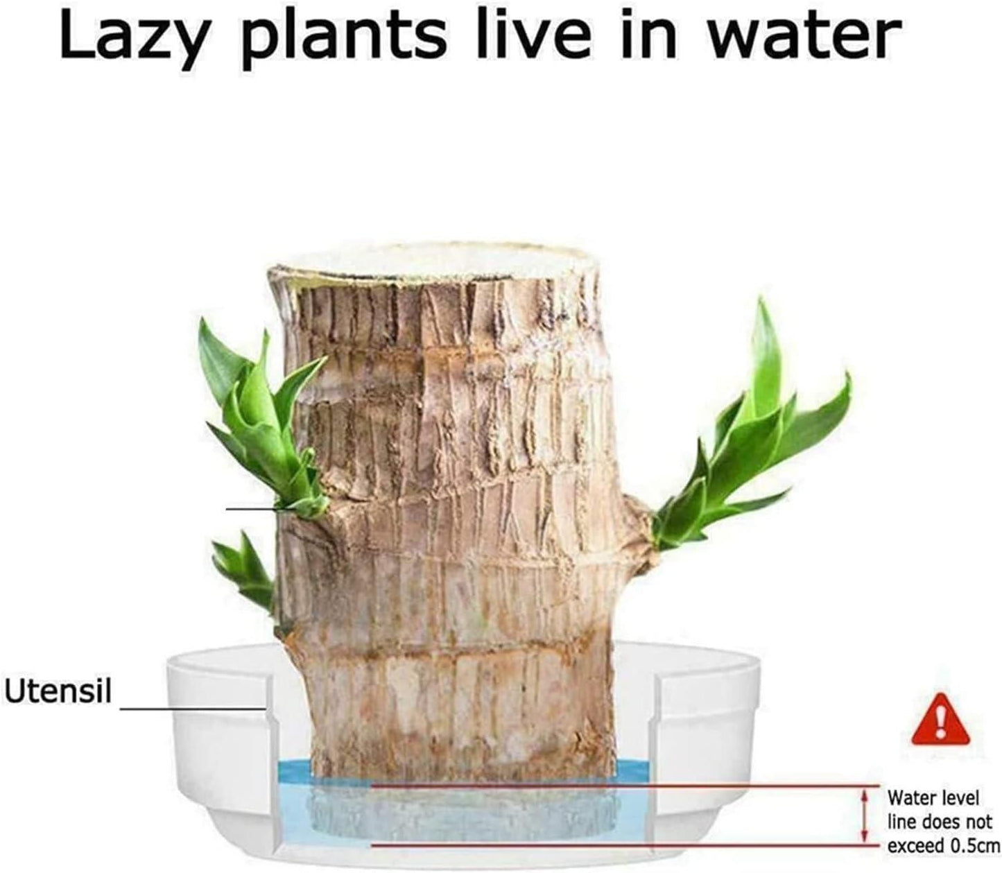 Brazilian Lucky Wood, Home Plant Decorations/ Vaastu Product