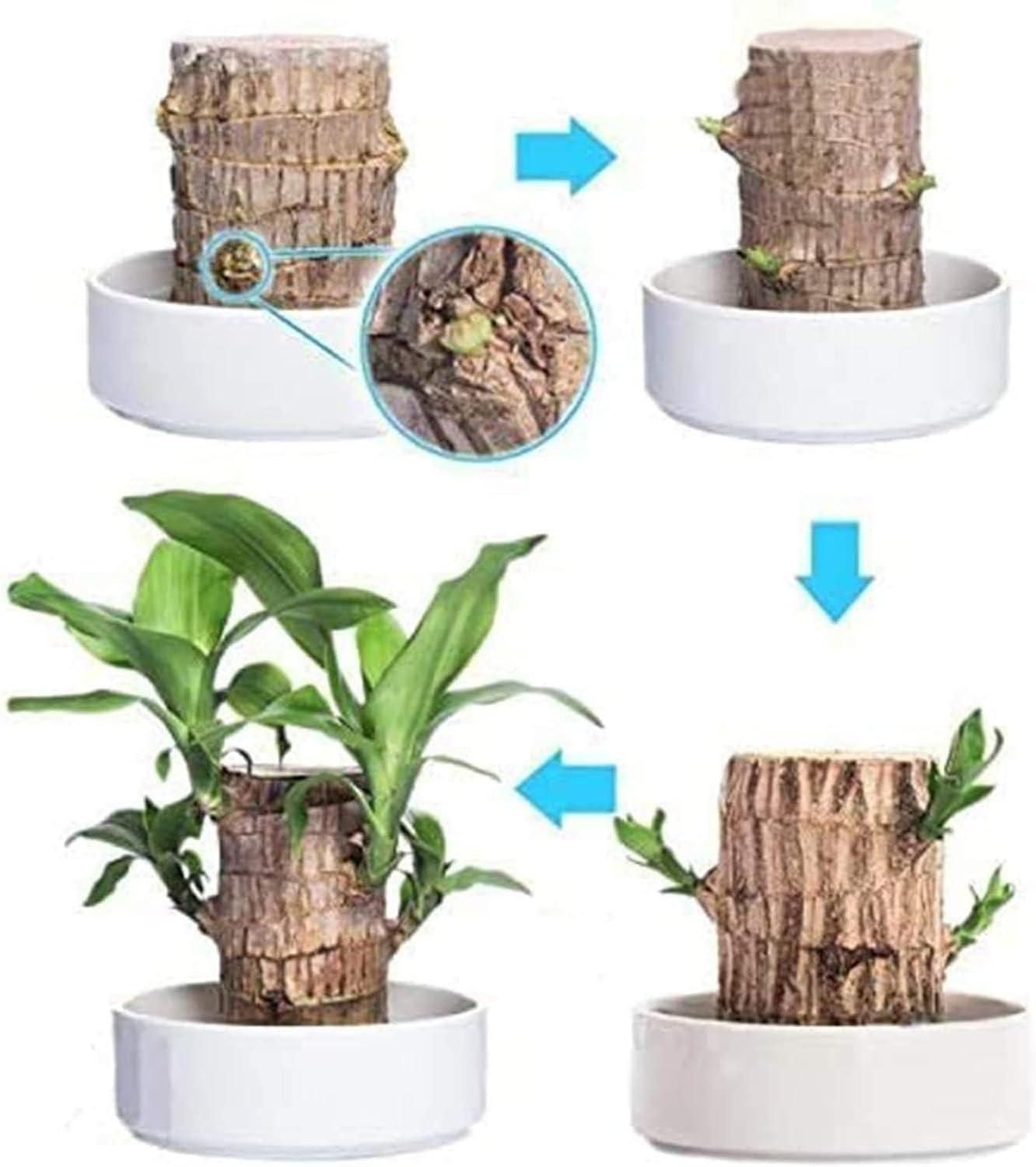 Brazilian Lucky Wood, Home Plant Decorations/ Vaastu Product